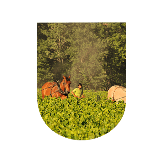 Domaine de Chevalier
